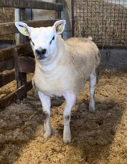 Mid March PBR Tex Ram Lamb