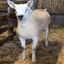 Mid March PBR Tex Ram Lamb Image 7