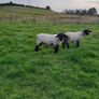 Rams Image 9