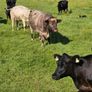 5 star PBR Shorthorn bulls Image 3