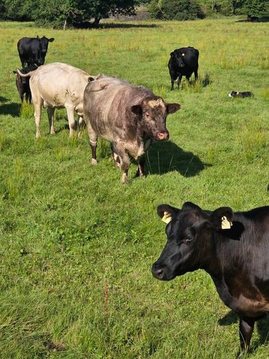 5 star PBR Shorthorn bulls