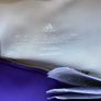 ADIDAS stellasport set xs / used bra and shorts Image 4