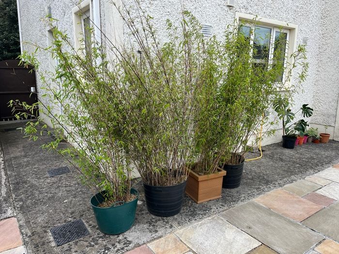 4x Beautiful, Large Clumping Bamboo (Fargesia) - 5 - 6 ft - Instant Privacy