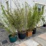 4x Beautiful, Large Clumping Bamboo (Fargesia) - 5 - 6 ft - Instant Privacy Image 4