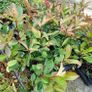 Red Robin Hedging Image 6