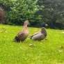 Call ducks pigeons mandarin bantam ferrets Image 2