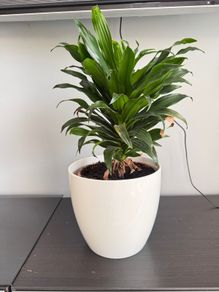 indoor plant