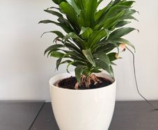 indoor plant
