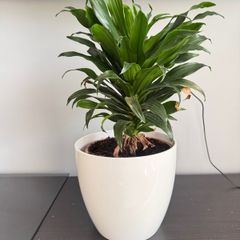 indoor plant