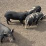 Piglets Image 2