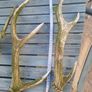 dear antler Image 2