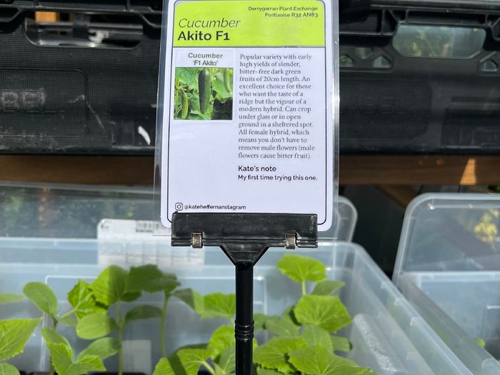 Cucumber Plants (4 different varieties for greenhouses, polytunnels, outdoors, pots, containers)