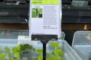 Reduced To Clear! Cucumber Plants