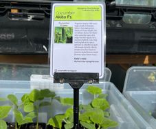 Cucumber Plants (4 different varieties for greenhouses, polytunnels, outdoors, pots, containers)