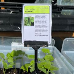 Cucumber Plants (4 different varieties for greenhouses, polytunnels, outdoors, pots, containers)