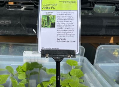 Cucumber Plants (4 different varieties for greenhouses, polytunnels, outdoors, pots, containers)