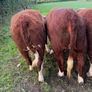 Purebred heifers Image 5