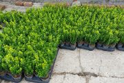 Box Hedging