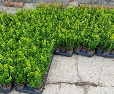 Box Hedging