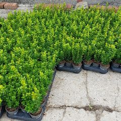 Box Hedging