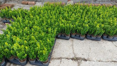 Box Hedging