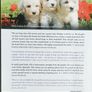 Poodle handbook Image 2
