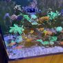 Reef Fish Tank Image 3