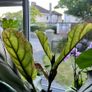 Large Fiddle Leaf Fig plant Image 2