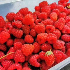 Raspberry canes (summer fruiting)