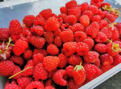 Raspberry canes (summer fruiting)
