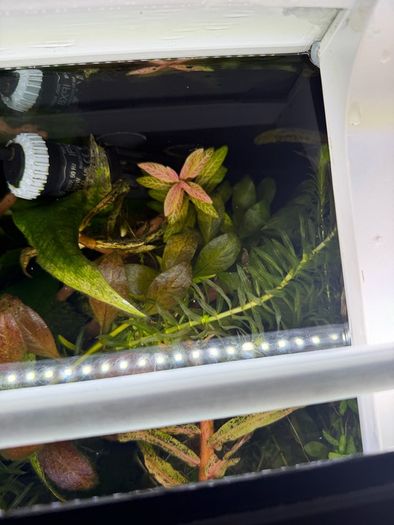 Fish Tank And stand with fish and plants