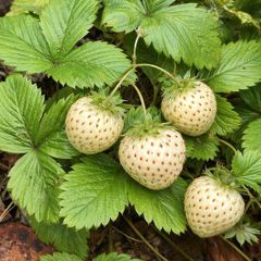 20 plants - White strawberries plants