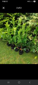 Premium 3 Foot Tall Cherry Laurel