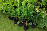 Premium 3 Foot Tall Cherry Laurel