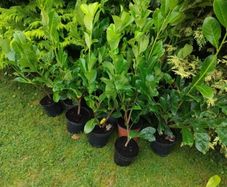 Premium 3 Foot Tall Cherry Laurel