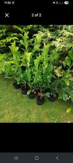 Premium 3 Foot Tall Cherry Laurel