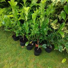 Premium 3 Foot Tall Cherry Laurel