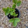 Strawberry plants and raspberry plants for sale Image 4