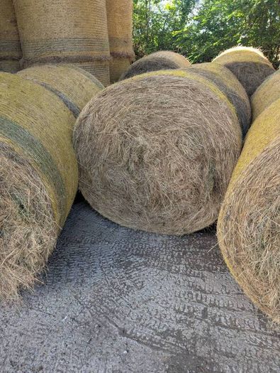 Organic Hay