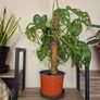 Adanson's Monstera Image 2