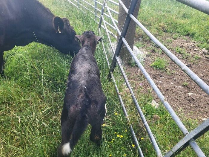 Aa Heifer With Bull Calf At Foot