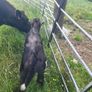 Aa Heifer With Bull Calf At Foot Image 4