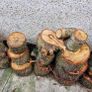 Soft Wood for Logs Image 2