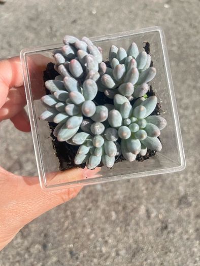 plant