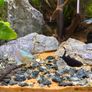 Freshwater Fish Image 5