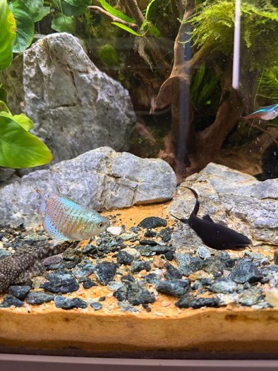 Freshwater Fish