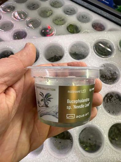 Aqua-Art Bucephalandra, Anubias ect aquarium in vitro plants