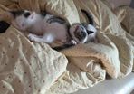 kittens