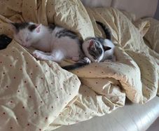 kittens