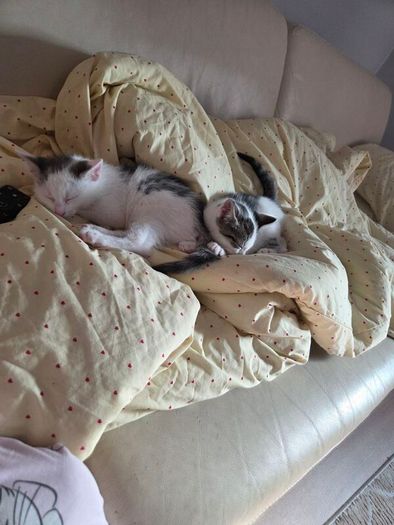 kittens